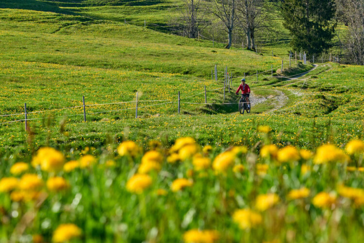 Biking for Transportation Image