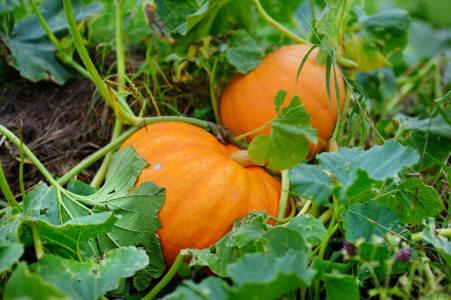 Growing Pumpkins in Your Own Garden Image