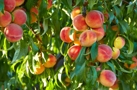Good Fruit Trees For Beginners Image