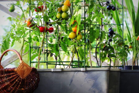 Container Vegetable Garden Layout & Setup Image