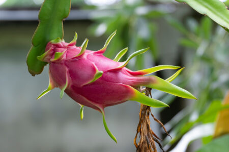 How To Grow Dragon Fruit From A Cutting Image