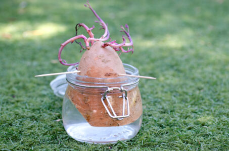 Growing Sweet Potato Slips In Water Image