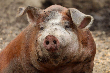 The Hereford Pig Breed Image