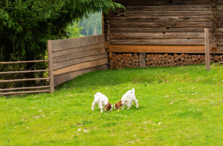 Using Livestock Barn Cameras with Goats Image