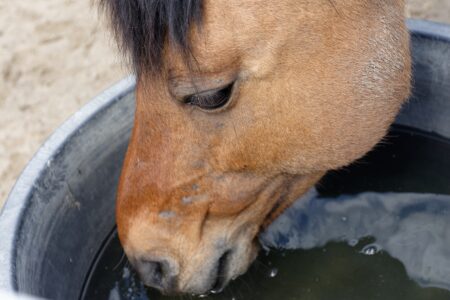 How to Keep Livestock Water from Freezing Without Electricity Image