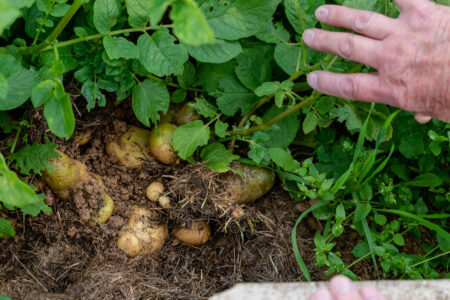 Do Potatoes Grow Underground Image