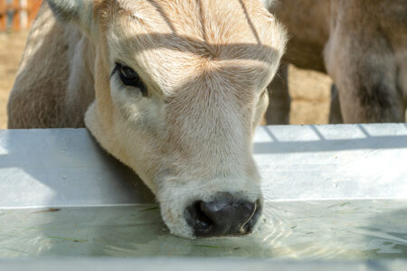 Portable Cattle Feed Trough Design Image