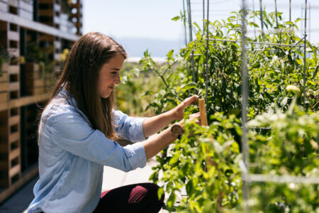 DIY Rooftop Garden Image