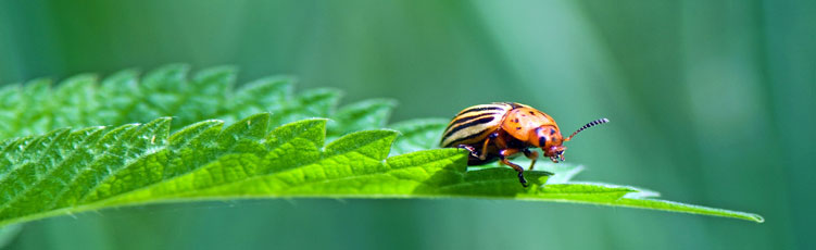 Organic Pest Control Series: Common Garden Pests