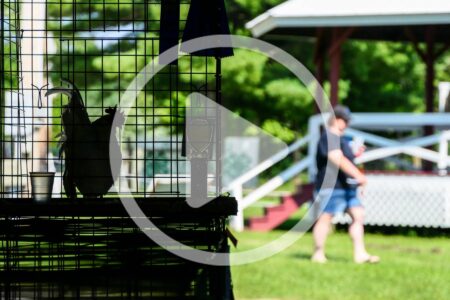 Intro to 4-H Chicken Showmanship and Poultry Projects Image