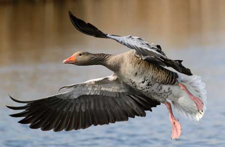12 Gregarious Goose Breeds