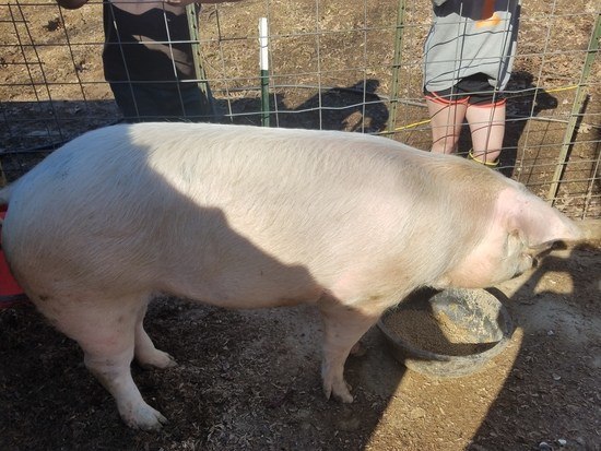 Choosing a Breeding Gilt