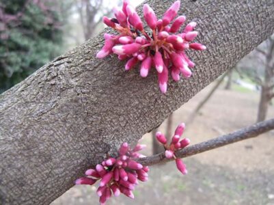 Are Redbud Tree Flowers Edible? Image