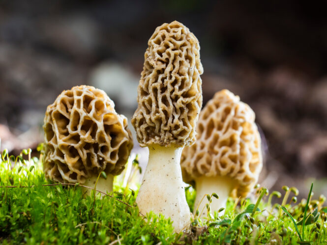 Growing Morel Mushrooms at Home