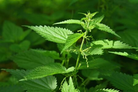 Herb Queen of the Spring: Stinging Nettle Benefits Image
