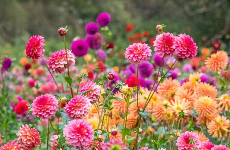 Dahlia Flower Information: Varieties, Overwintering, Propagation and More