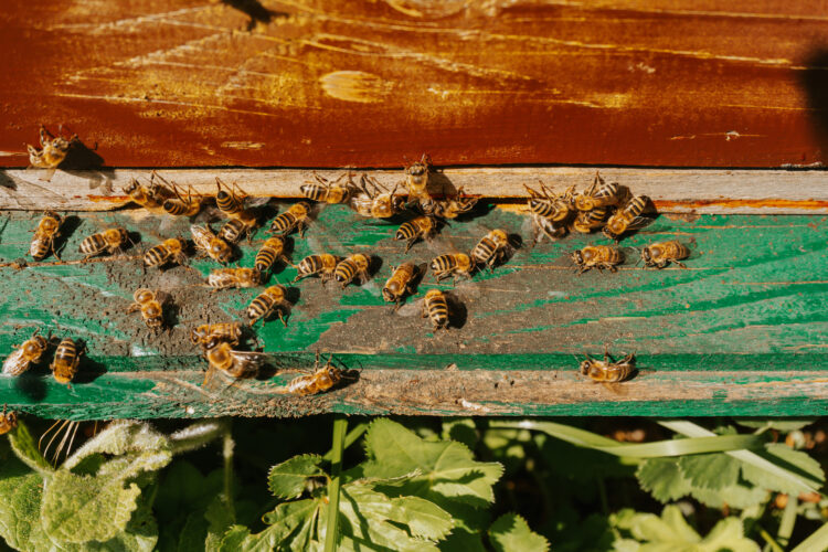 How To Build a Beehive From Scratch