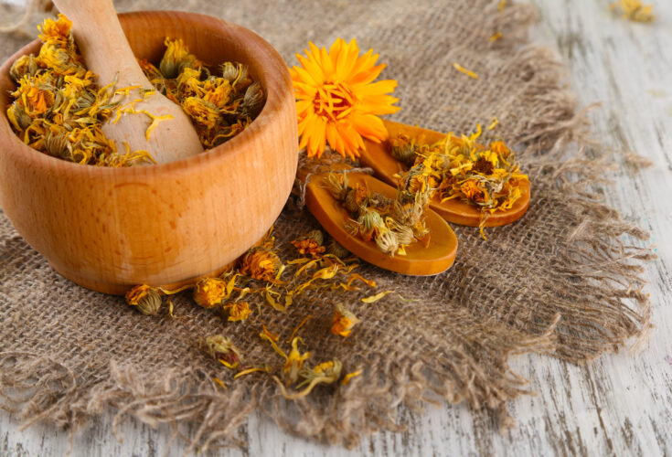 Growing and Using Multipurpose Calendula