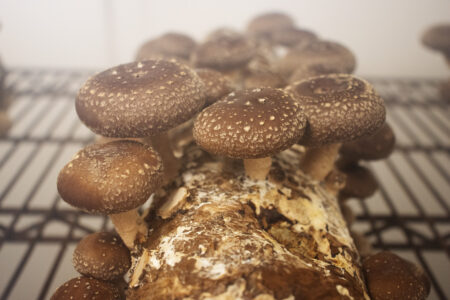 Basics for Growing Mushrooms at Home Image