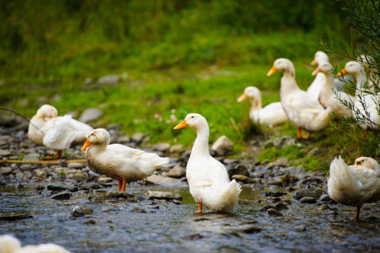 Duck vs Chicken: Why Raising Ducks Might Be a Better Option Than Chickens