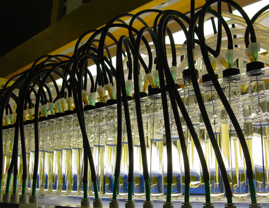 How Energy From Algae Farms Can Lead to Our Next Biofuel