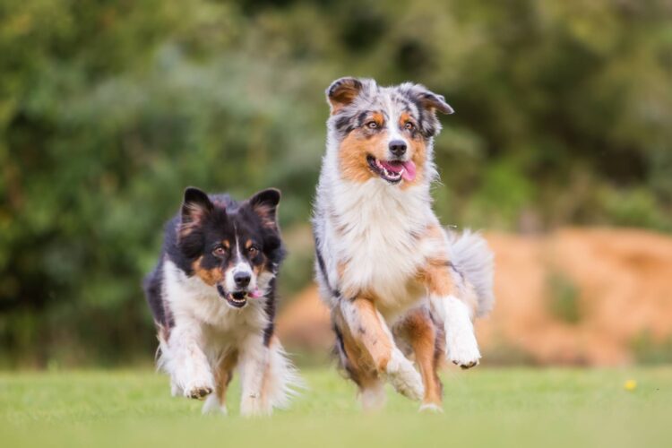 Best Dog Breeds for Families Living in the Countryside