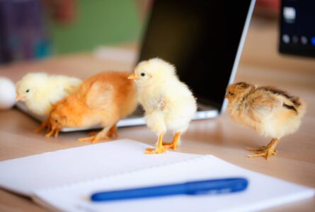 Baby Chick Month: Get Started with Chickens! Image