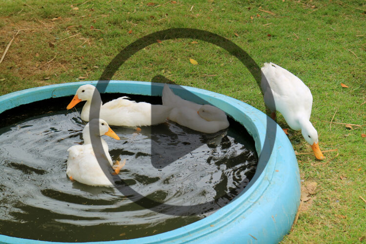 How to Raise Ducks for Eggs in Your Backyard