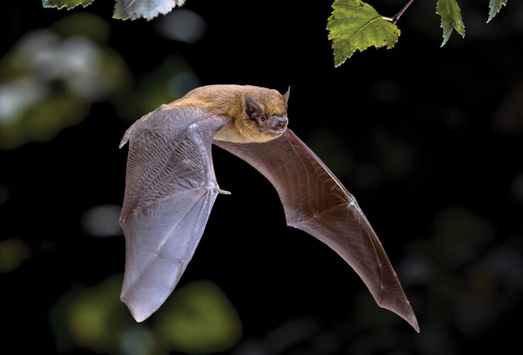 Why Are Bats Important?