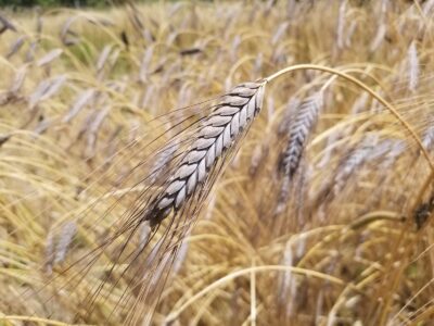 Stewarding Heirloom Wheat Seeds Image
