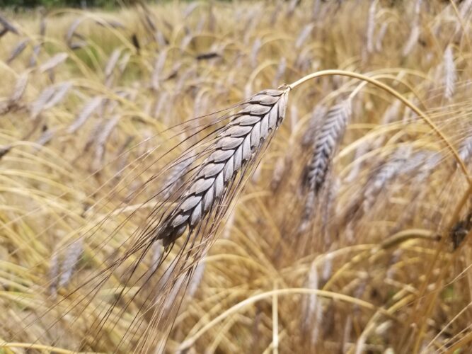 Stewarding Heirloom Wheat Seeds