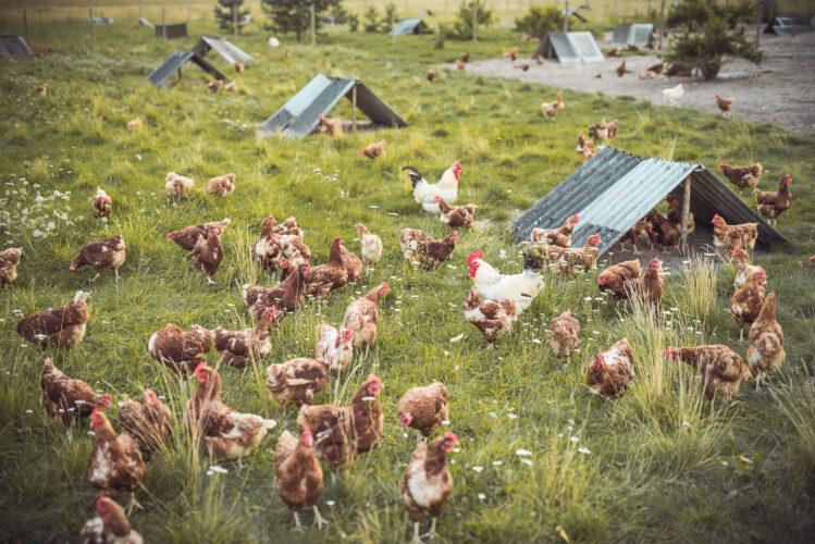 How And When To Butcher Chickens