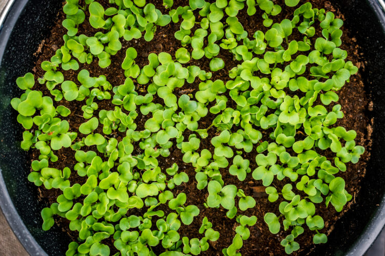 DIY Self Watering Planters For Tomatoes And Herbs