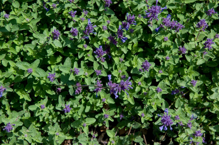 Edible Plant Recipes for Catnip, Chicory and Wild Mint