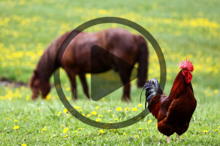 Chicken Combs: Problems and Care Image