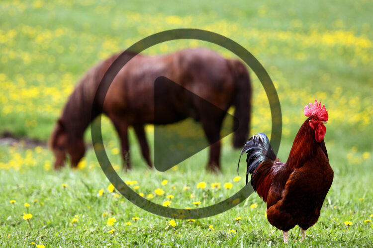 Chicken Combs: Problems and Care