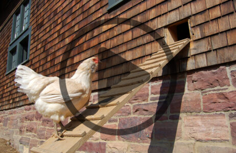 Chicken Coop Essentials and Design Ideas Image