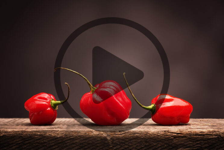 Spicy Chiles: What Makes Peppers Hot?