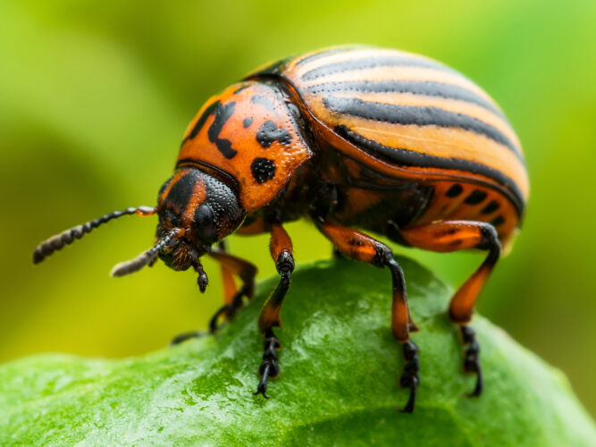 Organic Colorado Potato Beetle Control