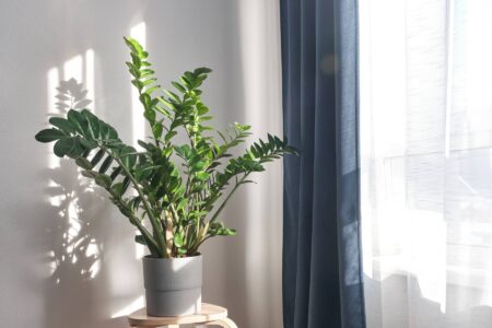 Pick Compatible Houseplants for Your Home Image