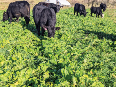 No-Till Pasture Overseeding with Chickens Image