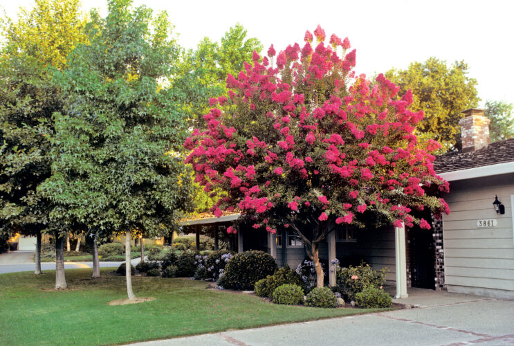 Best Trees for Backyards