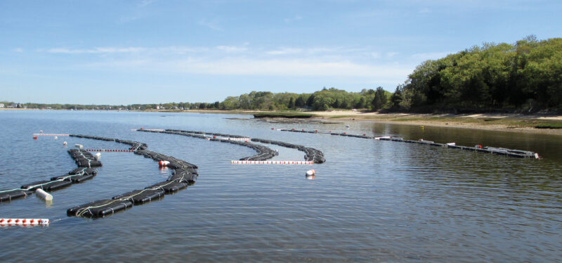 How to Start an Oyster Farm