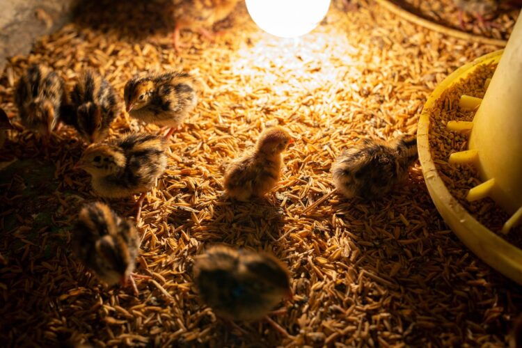 Cozy Chicken Brooder DIY Image