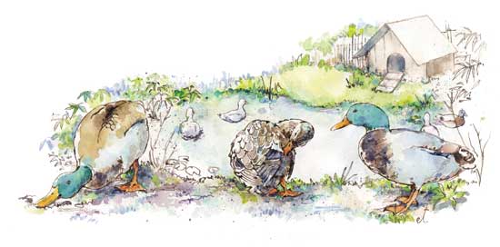 Raising Ducks and Geese: A Homesteader’s Guide to Waterfowl