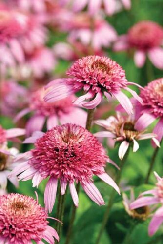 Challenges with Cultivars