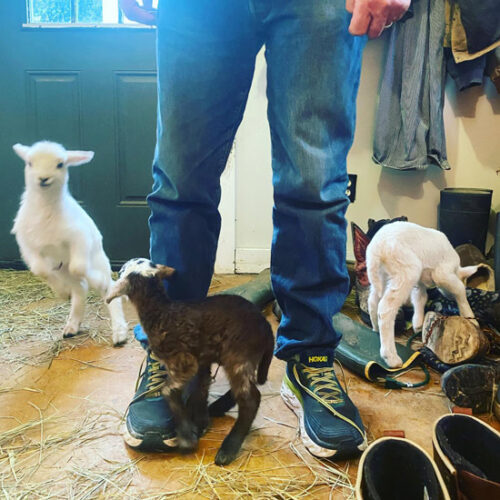 Hanks’s Hacks: Sheep