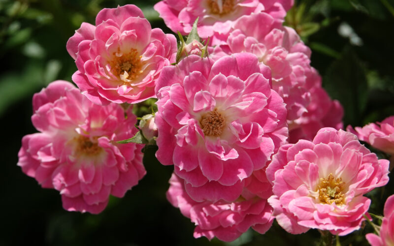 Earth-Kind Roses Are Beautiful and Low-Maintenance