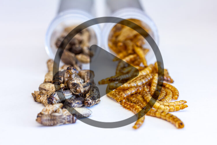 Edible Insects for Pets & People