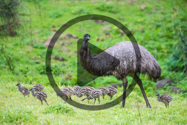 Raising Emus for Profit